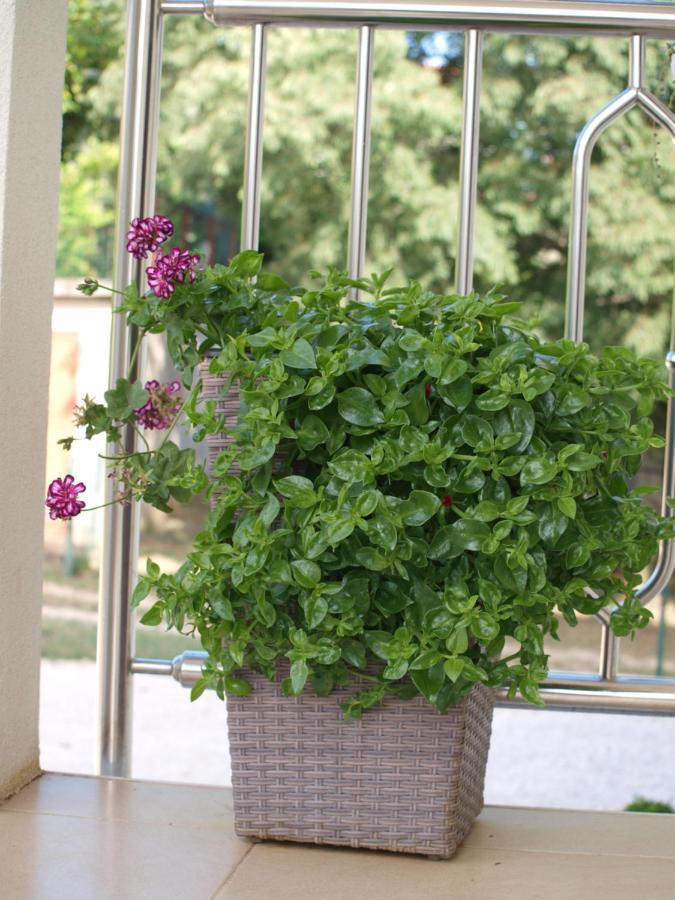 אומאג Apartments Mirasol מראה חיצוני תמונה